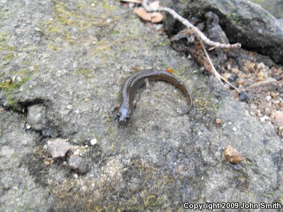 Northern Dusky Salamander (Desmognathus fuscus)