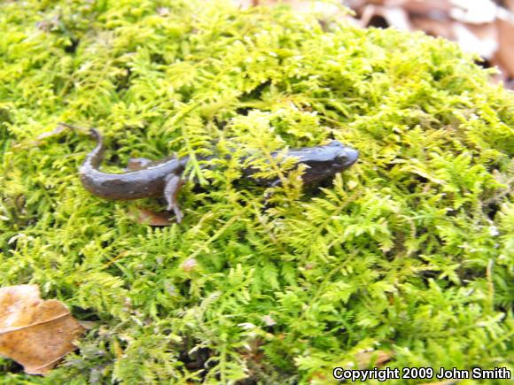 Northern Dusky Salamander (Desmognathus fuscus)