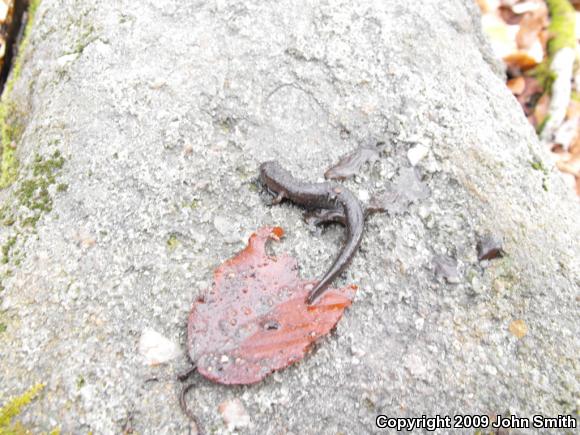 Northern Dusky Salamander (Desmognathus fuscus)