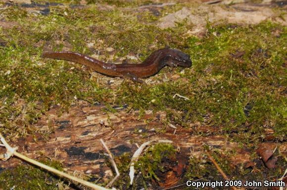 Northern Dusky Salamander (Desmognathus fuscus)