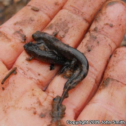 Northern Dusky Salamander (Desmognathus fuscus)