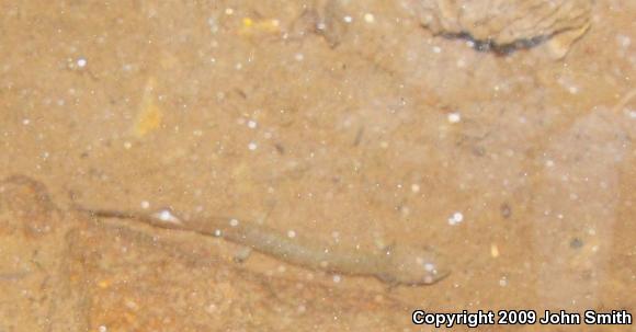 Northern Red Salamander (Pseudotriton ruber ruber)