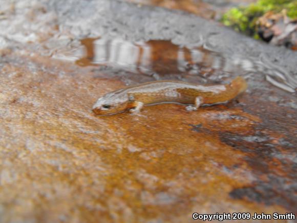 Northern Red Salamander (Pseudotriton ruber ruber)