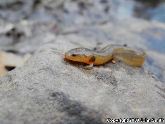 Northern Red Salamander (Pseudotriton ruber ruber)