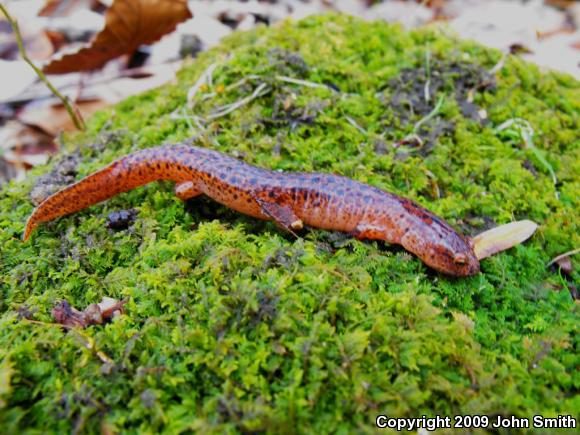 Northern Red Salamander (Pseudotriton ruber ruber)