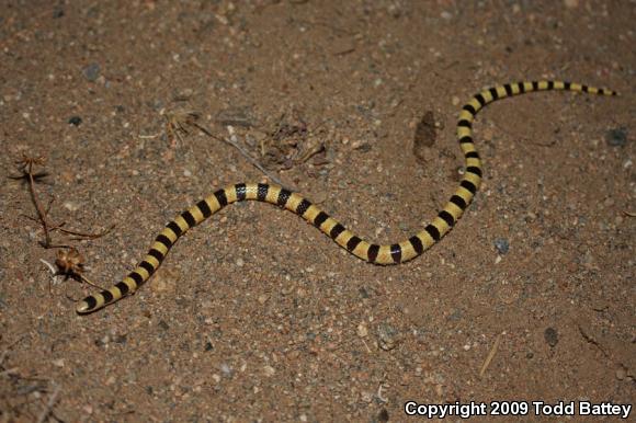 Mojave Shovel-nosed Snake (Chionactis occipitalis occipitalis)