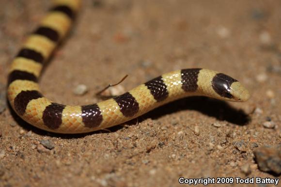 Mojave Shovel-nosed Snake (Chionactis occipitalis occipitalis)