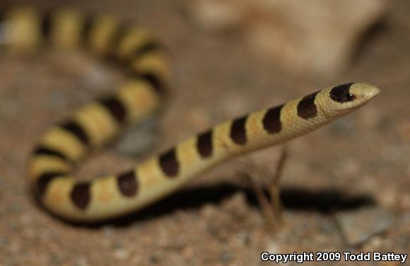 Mojave Shovel-nosed Snake (Chionactis occipitalis occipitalis)