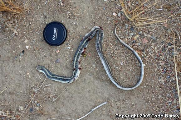 Coast Patch-nosed Snake (Salvadora hexalepis virgultea)