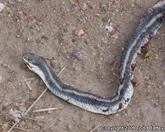 Coast Patch-nosed Snake (Salvadora hexalepis virgultea)