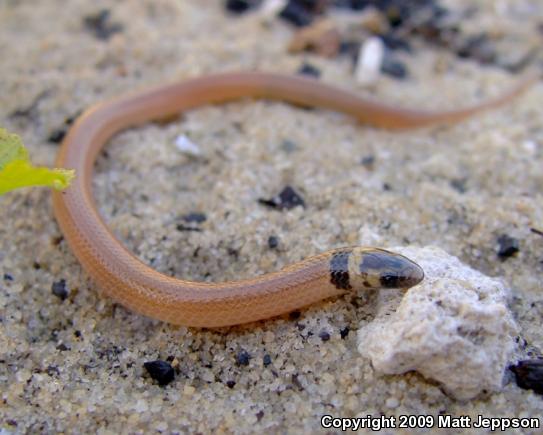 Peninsula Crowned Snake (Tantilla relicta relicta)