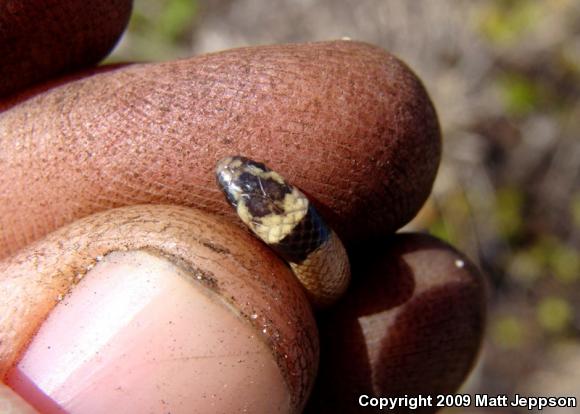 Peninsula Crowned Snake (Tantilla relicta relicta)