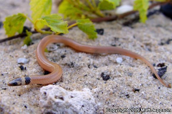 Peninsula Crowned Snake (Tantilla relicta relicta)