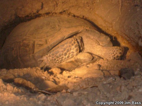 Desert Tortoise (Gopherus agassizii)