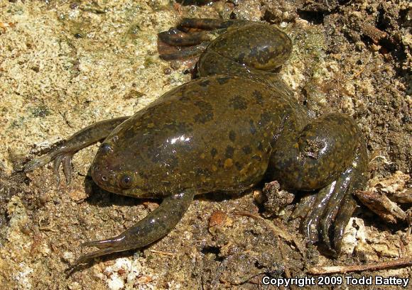 African Clawed Frog (Xenopus laevis)