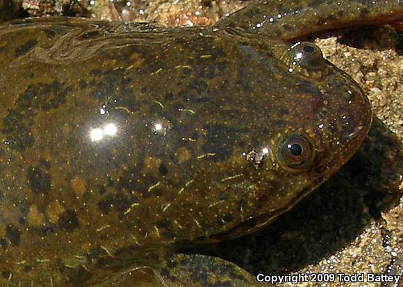 African Clawed Frog (Xenopus laevis)