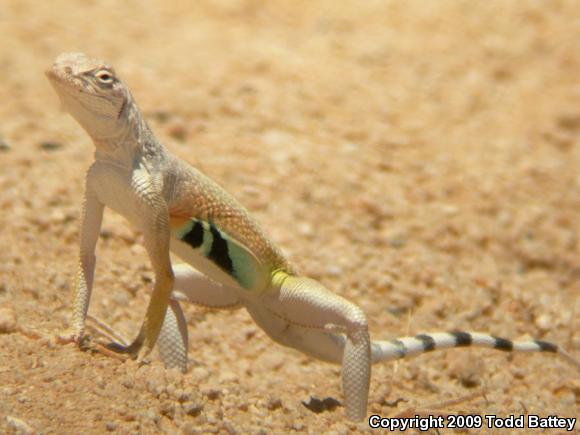 Western Zebra-tailed Lizard (Callisaurus draconoides rhodostictus)