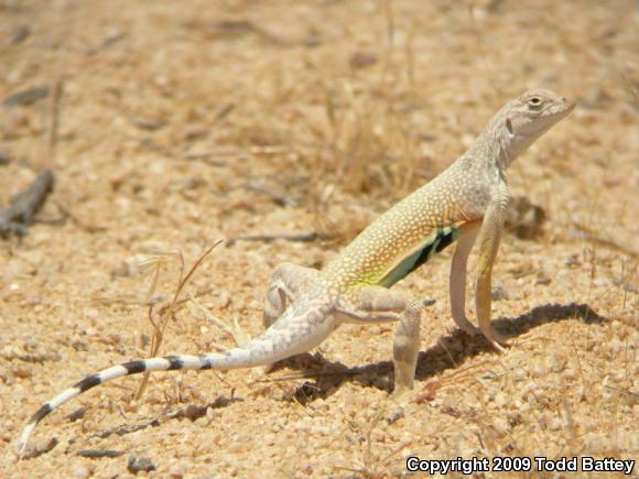 Western Zebra-tailed Lizard (Callisaurus draconoides rhodostictus)