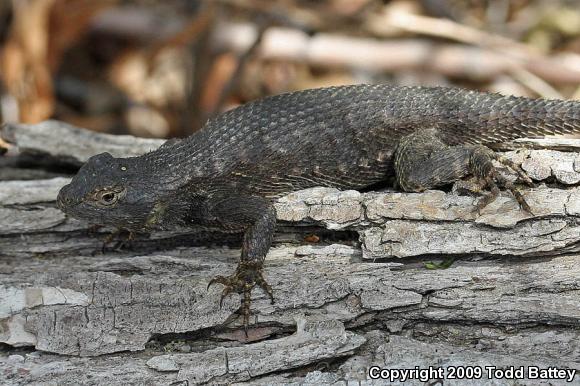 Great Basin Fence Lizard (Sceloporus occidentalis longipes)