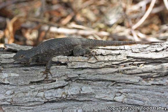 Great Basin Fence Lizard (Sceloporus occidentalis longipes)