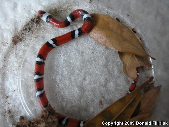 Florida Scarletsnake (Cemophora coccinea coccinea)