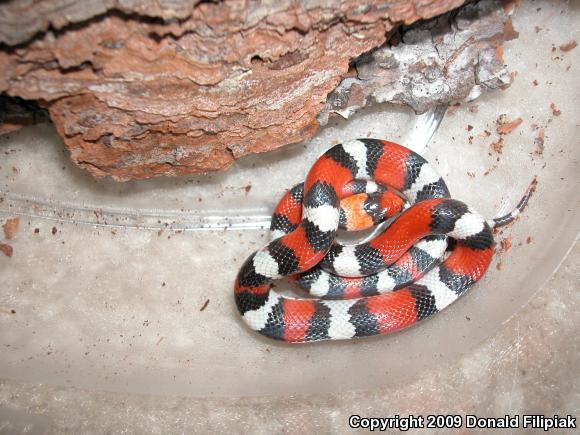 Florida Scarletsnake (Cemophora coccinea coccinea)