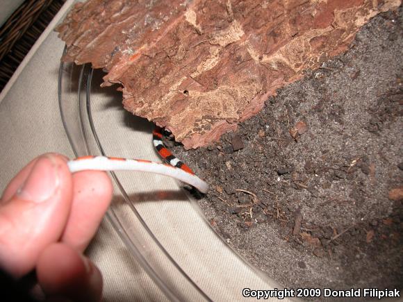 Florida Scarletsnake (Cemophora coccinea coccinea)