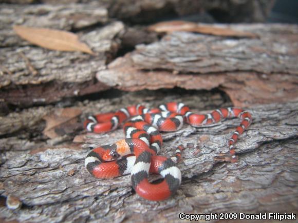 Florida Scarletsnake (Cemophora coccinea coccinea)