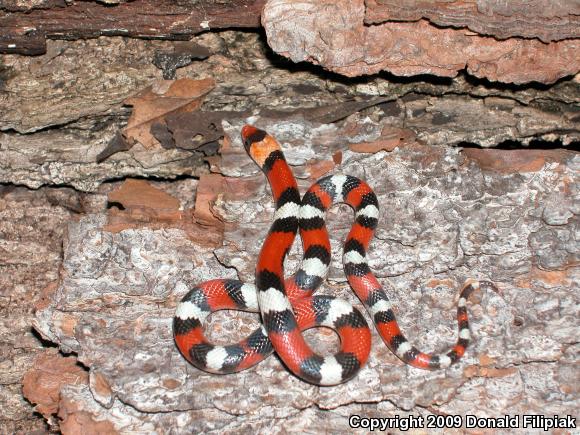 Florida Scarletsnake (Cemophora coccinea coccinea)