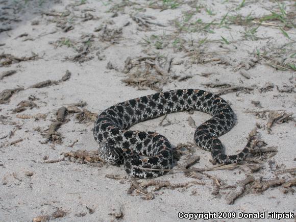 Dusky Pigmy Rattlesnake (Sistrurus miliarius barbouri)