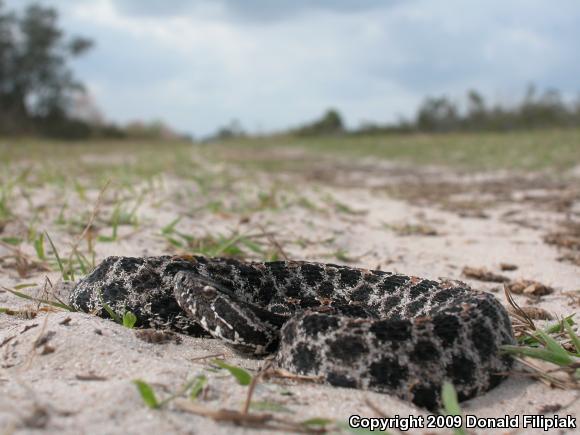 Dusky Pigmy Rattlesnake (Sistrurus miliarius barbouri)