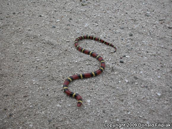 Scarlet Kingsnake (Lampropeltis triangulum elapsoides)