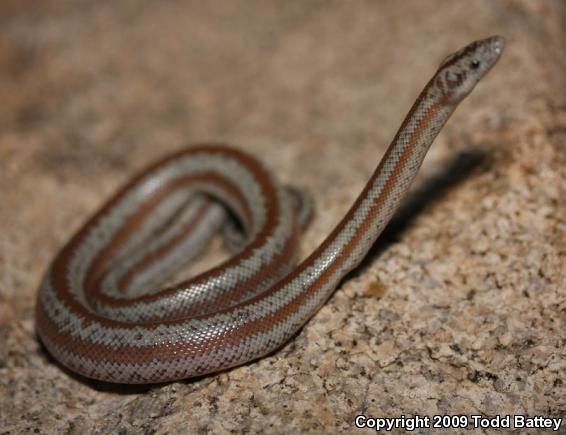 Rosy Boa (Lichanura trivirgata)