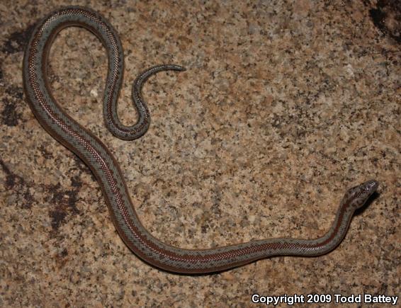 Rosy Boa (Lichanura trivirgata)