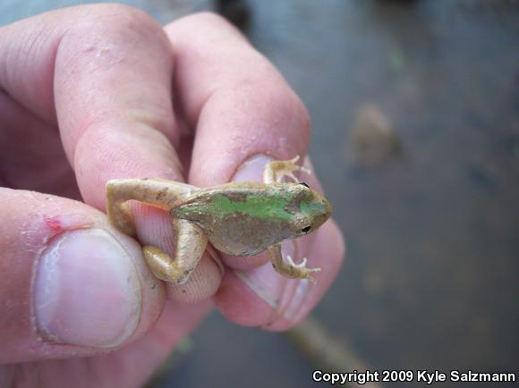 Blanchard's Cricket Frog (Acris crepitans blanchardi)