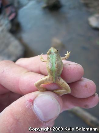 Blanchard's Cricket Frog (Acris crepitans blanchardi)