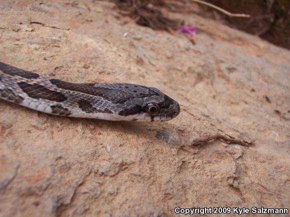 Texas Ratsnake (Pantherophis obsoletus lindheimeri)