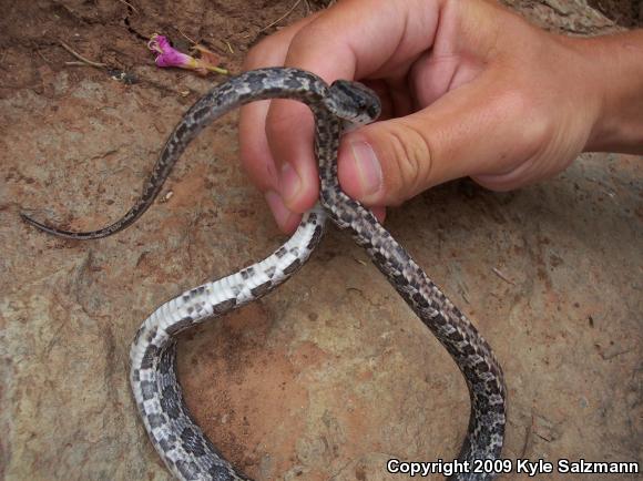 Texas Ratsnake (Pantherophis obsoletus lindheimeri)