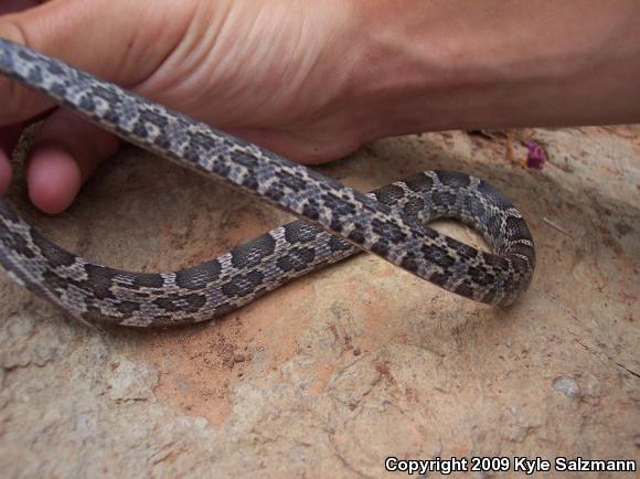 Texas Ratsnake (Pantherophis obsoletus lindheimeri)