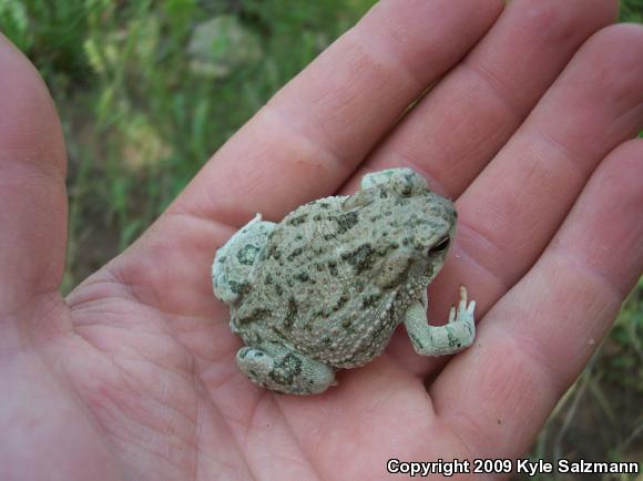 Texas Toad (Anaxyrus speciosus)