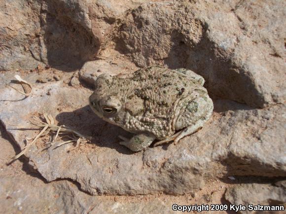 Texas Toad (Anaxyrus speciosus)