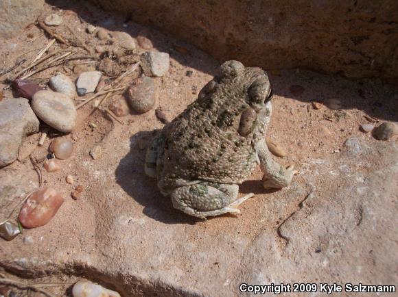 Texas Toad (Anaxyrus speciosus)