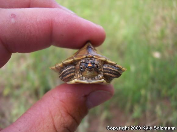 Mississippi Map Turtle (Graptemys pseudogeographica kohnii)