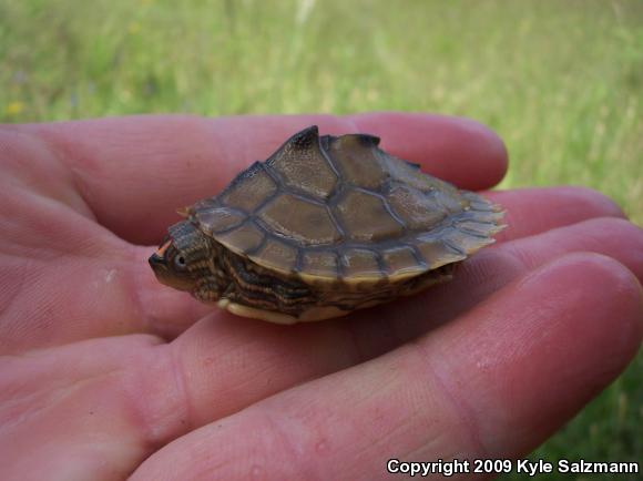 Mississippi Map Turtle (Graptemys pseudogeographica kohnii)