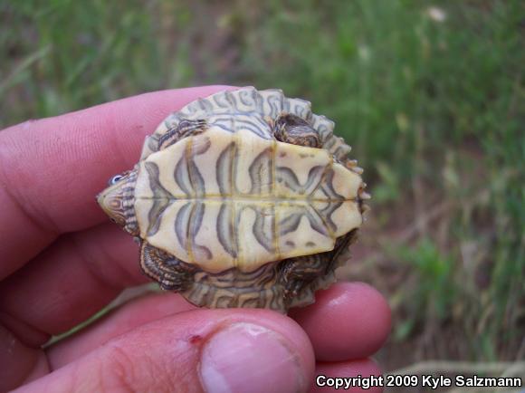 Mississippi Map Turtle (Graptemys pseudogeographica kohnii)