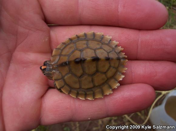 Mississippi Map Turtle (Graptemys pseudogeographica kohnii)