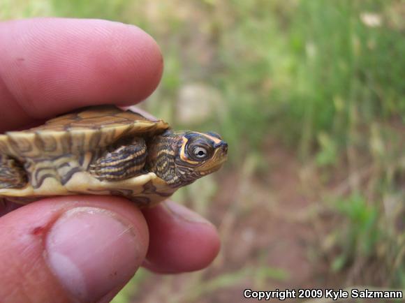 Mississippi Map Turtle (Graptemys pseudogeographica kohnii)