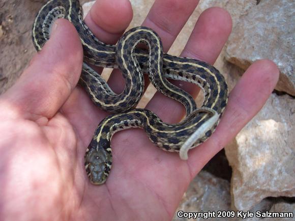 Checkered Gartersnake (Thamnophis marcianus marcianus)