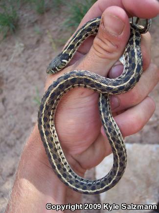 Checkered Gartersnake (Thamnophis marcianus marcianus)