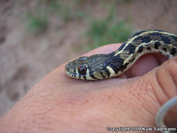 Checkered Gartersnake (Thamnophis marcianus marcianus)